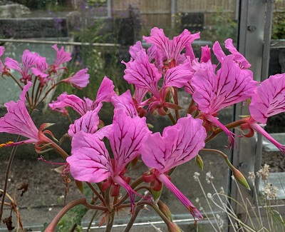 Pelargonium endlicherianum